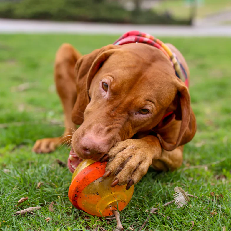 Nebula Toy Super Chewer Durarble Fetch + Enrichment Dog Toy - Image 3