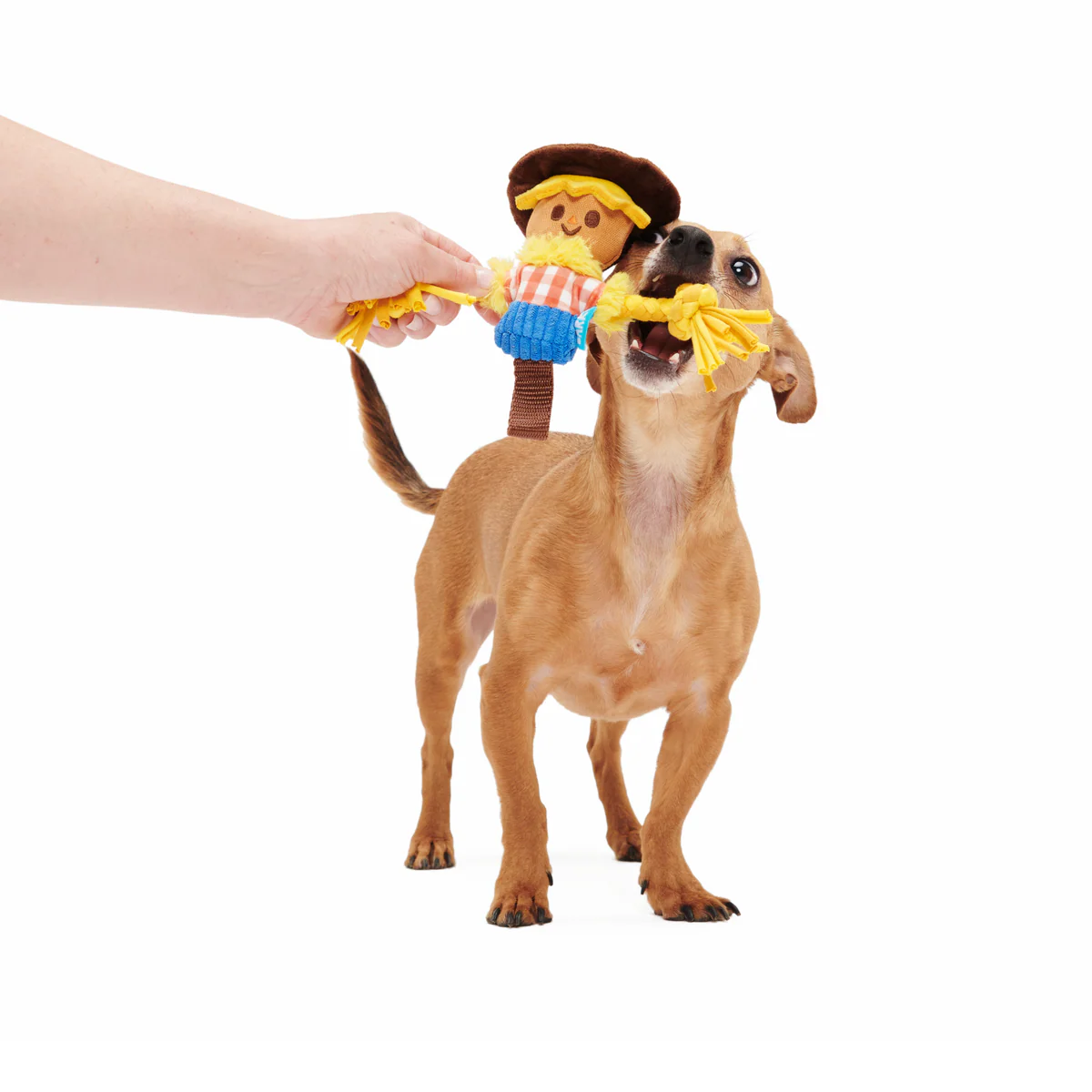Not Scary Harry Plush Tug Dog Toy - Image 4