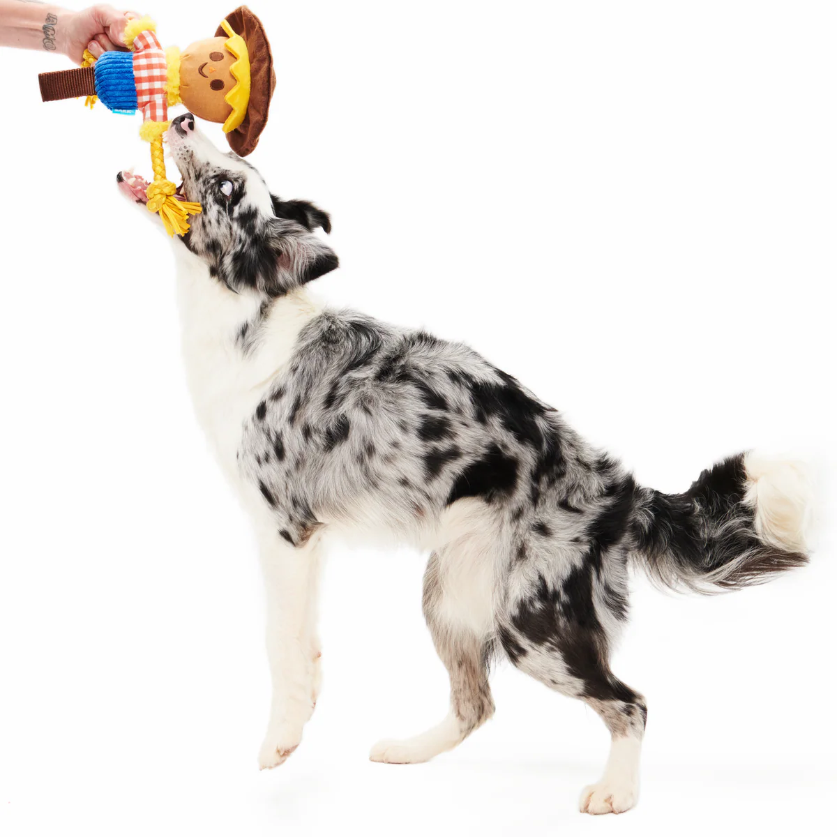 Not Scary Harry Plush Tug Dog Toy - Image 5