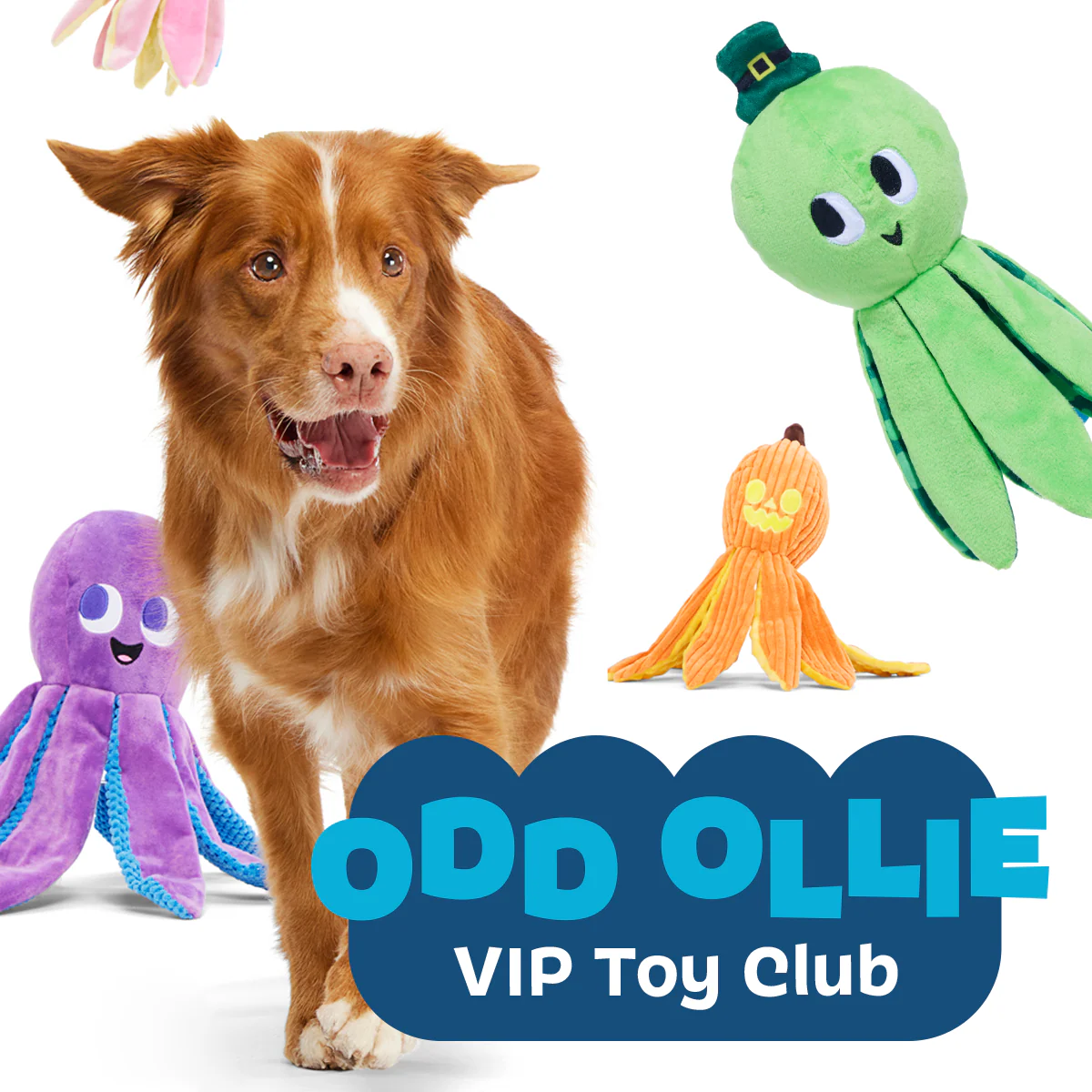 Odd McOllie - Image 8