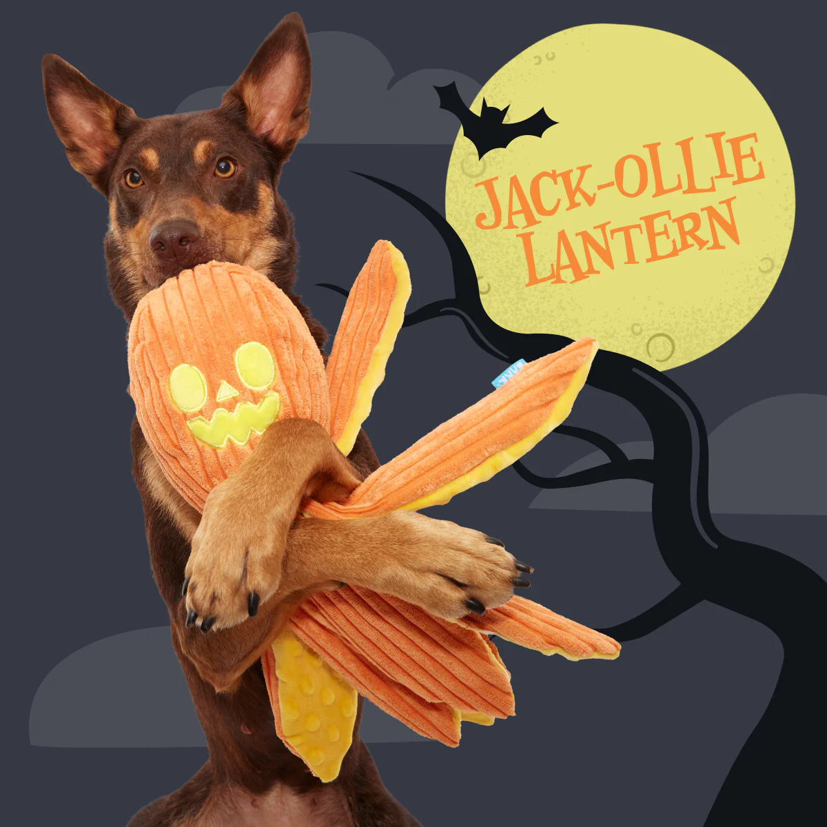 Jack-Ollie Lantern - Image 3