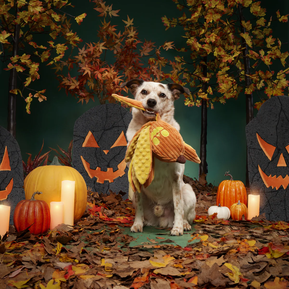Jack-Ollie Lantern - Image 4