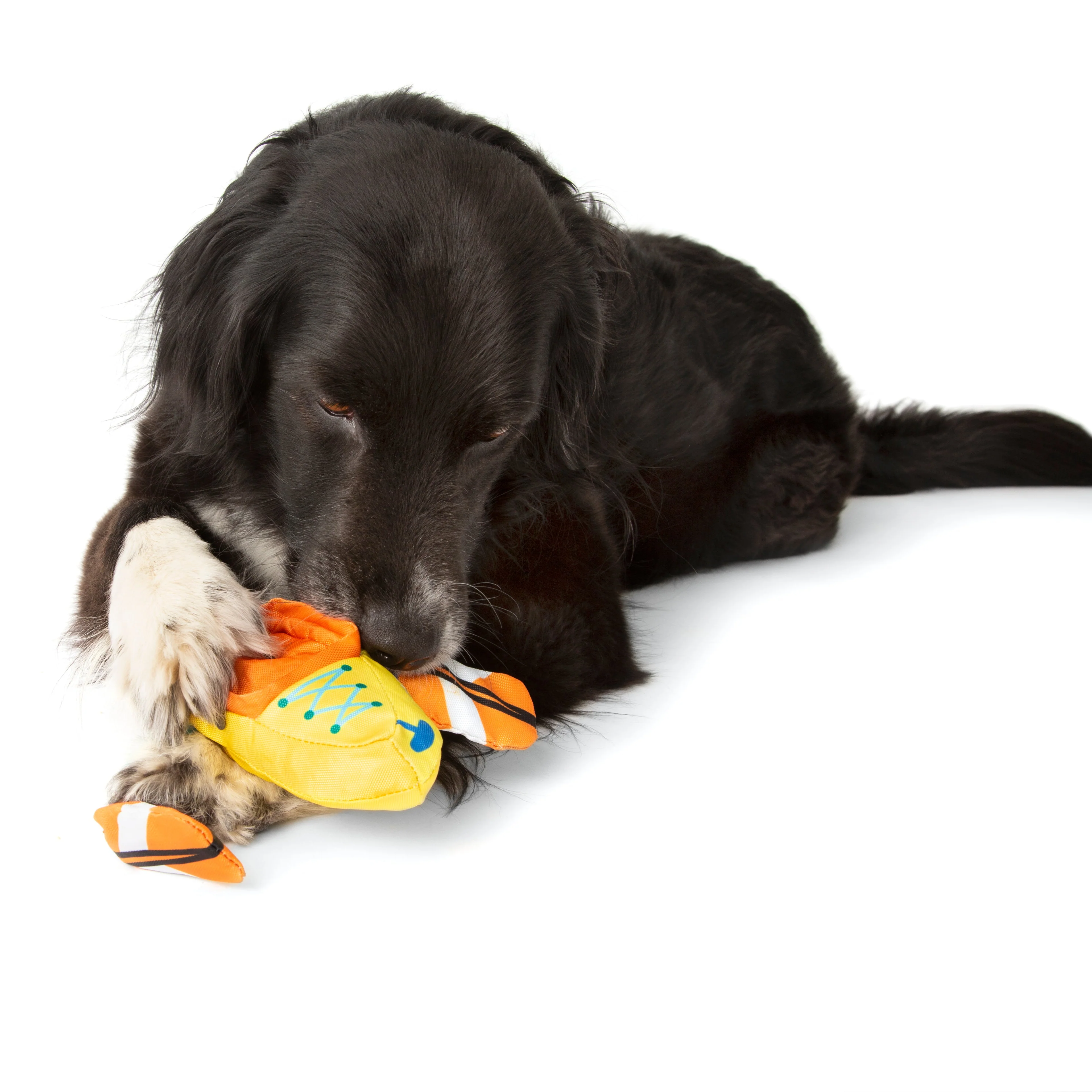 Off Track Kayak Plush Tug Dog Toy - Image 2
