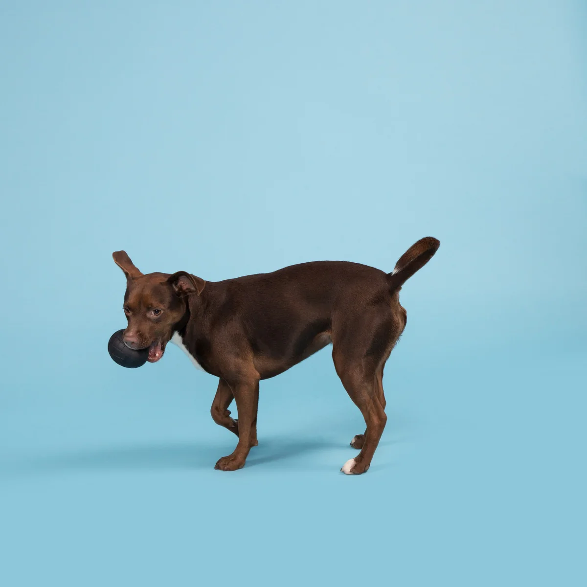Origin Super Chewer Durable Fetch Dog Toy - Image 2