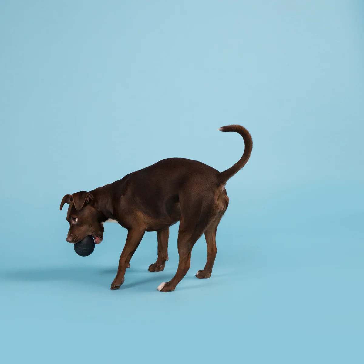 Origin Super Chewer Durable Fetch Dog Toy - Image 3