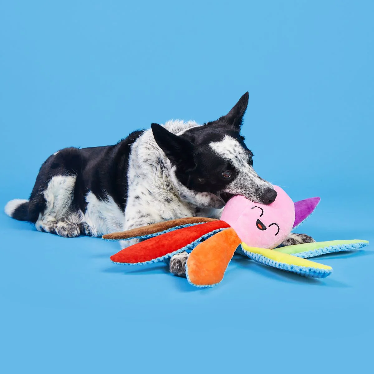 Out Ollie the Octopus Plush Tug Dog Toy - Image 5