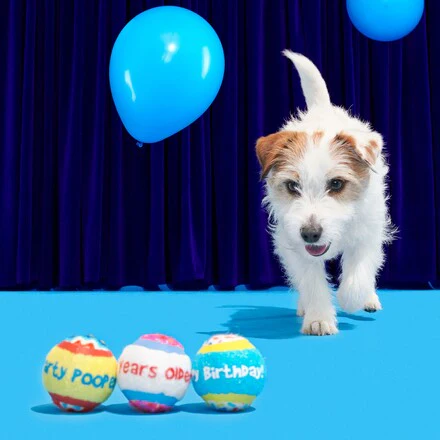 Party Fetchers 3 Squeaky Tennis Balls - Image 4