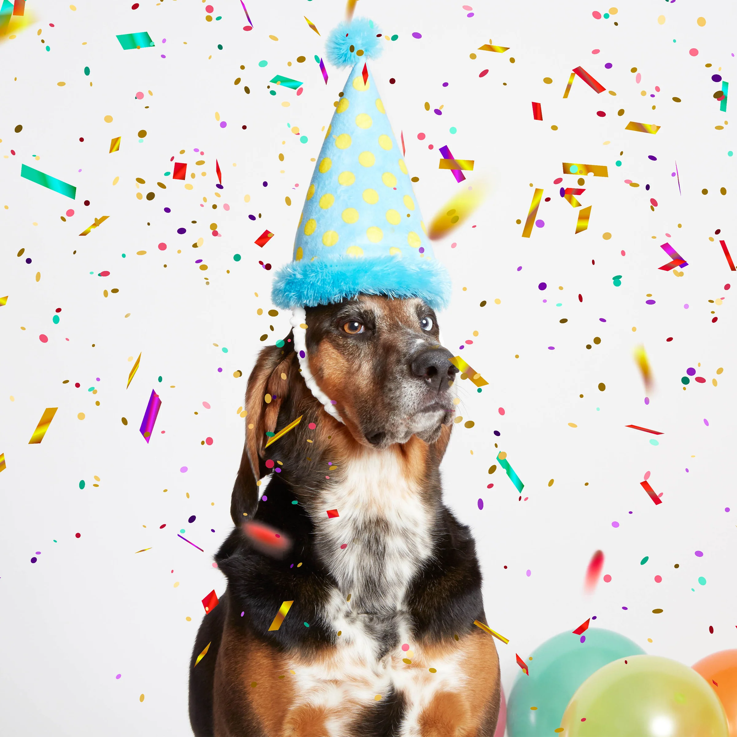 Party Hat Plush Wearable Dog Toy - Image 5