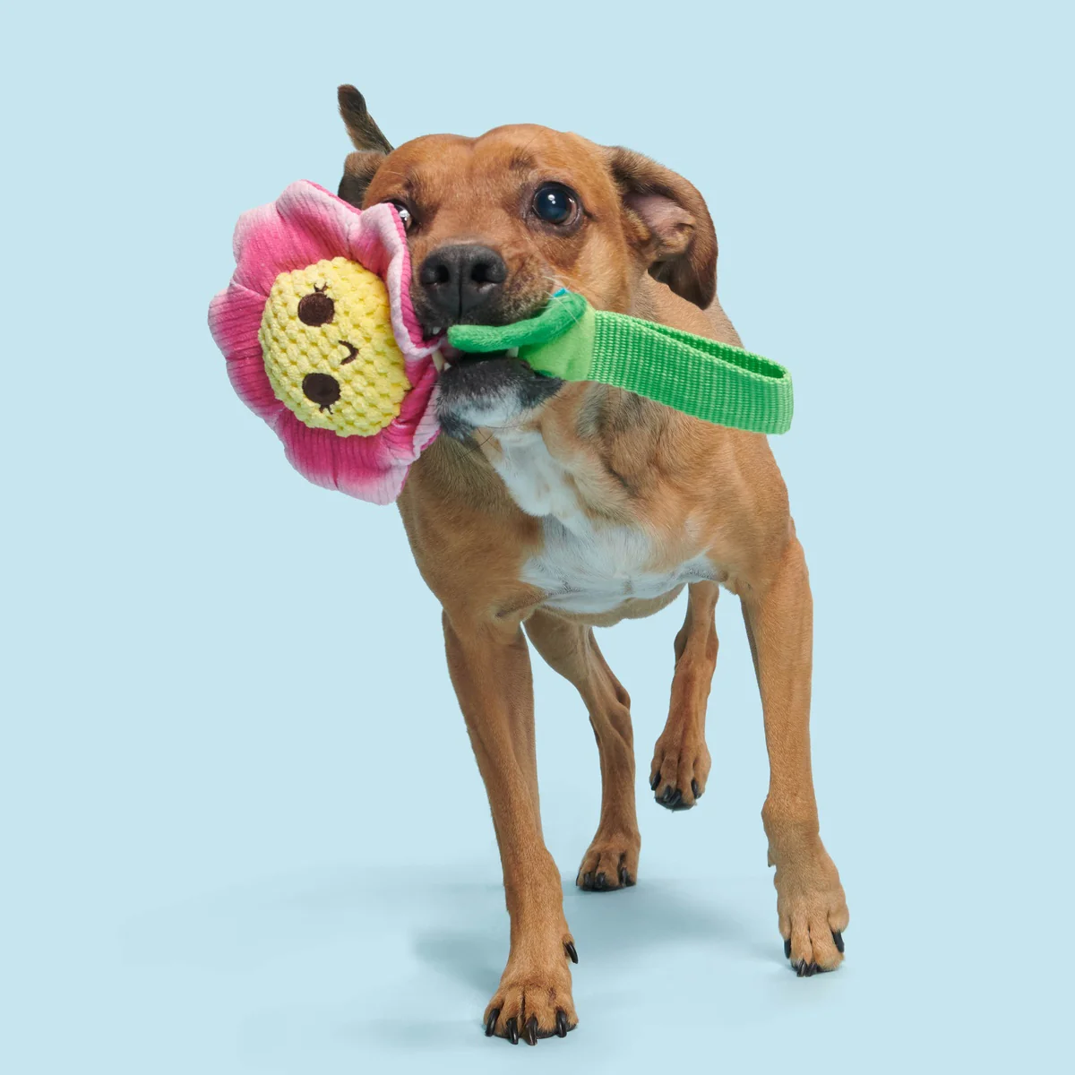 Penny Pechewnia Plush Tug Dog Toy - Image 2