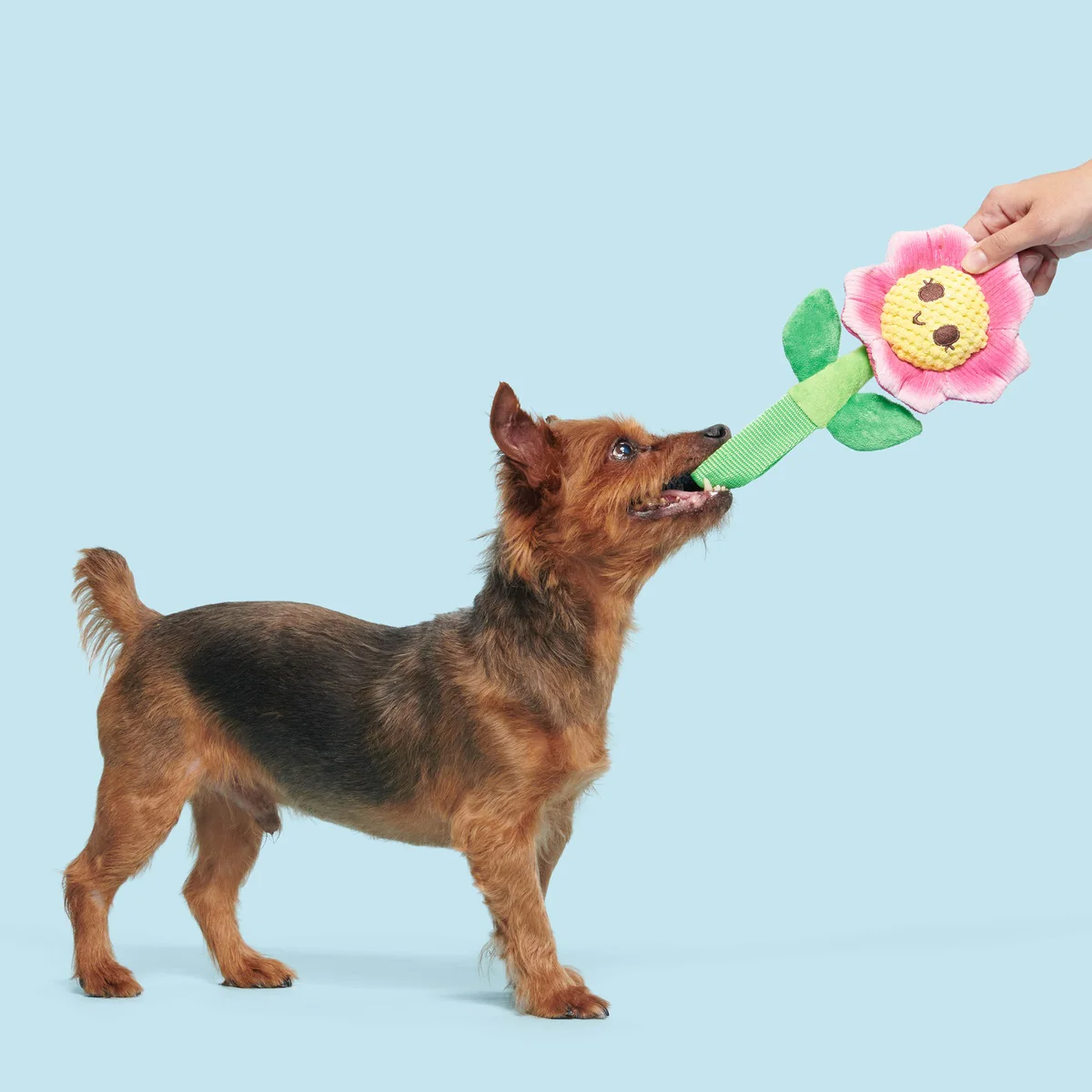 Penny Pechewnia Plush Tug Dog Toy - Image 4