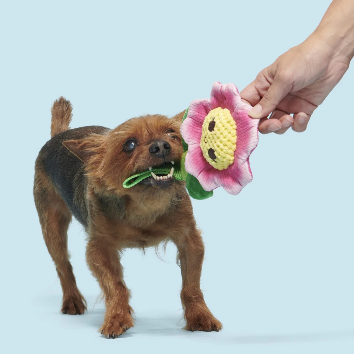 Penny Pechewnia Plush Tug Dog Toy - Image 5