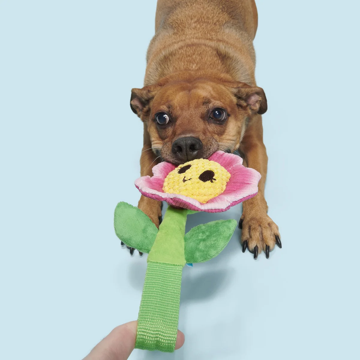 Penny Pechewnia Plush Tug Dog Toy - Image 6