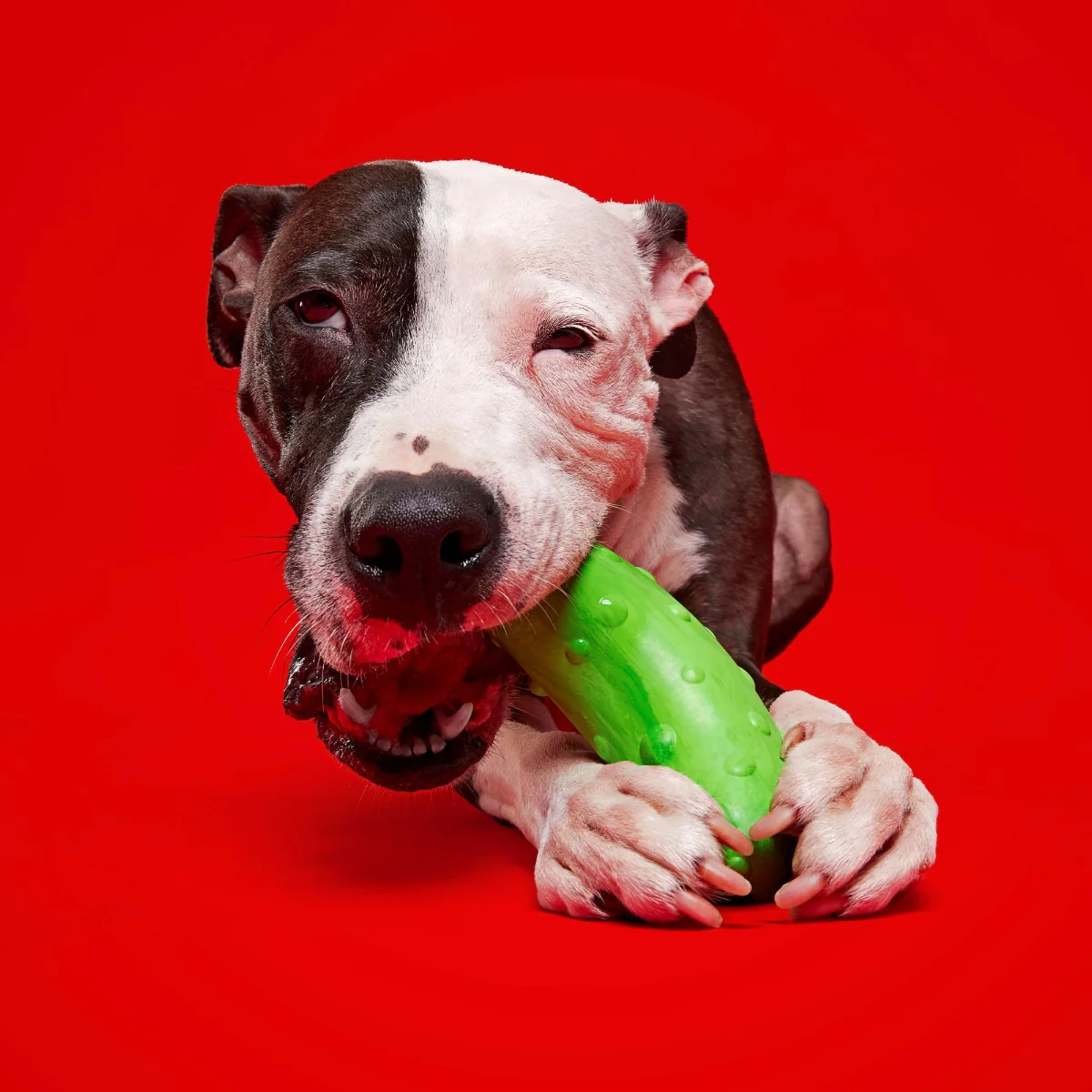 Pickle Stickle Super Chewer Durable Gnaw Dog Toy - Image 2