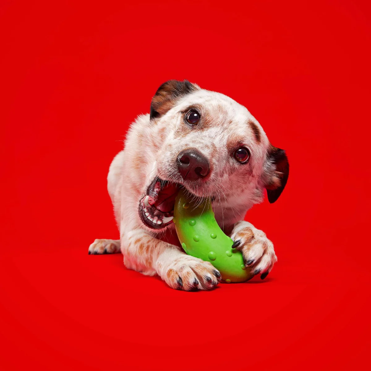 Pickle Stickle Super Chewer Durable Gnaw Dog Toy - Image 3
