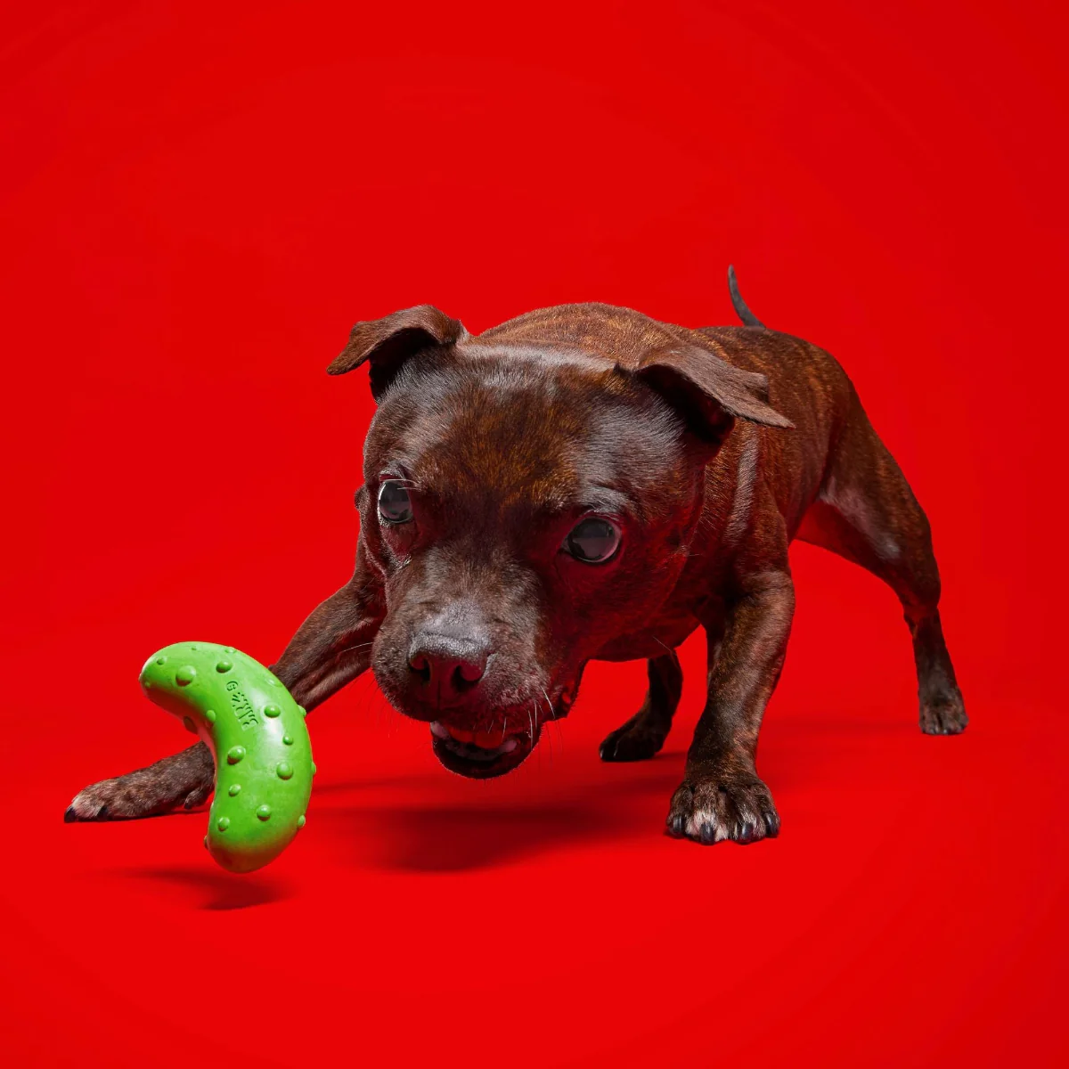 Pickle Stickle Super Chewer Durable Gnaw Dog Toy - Image 4