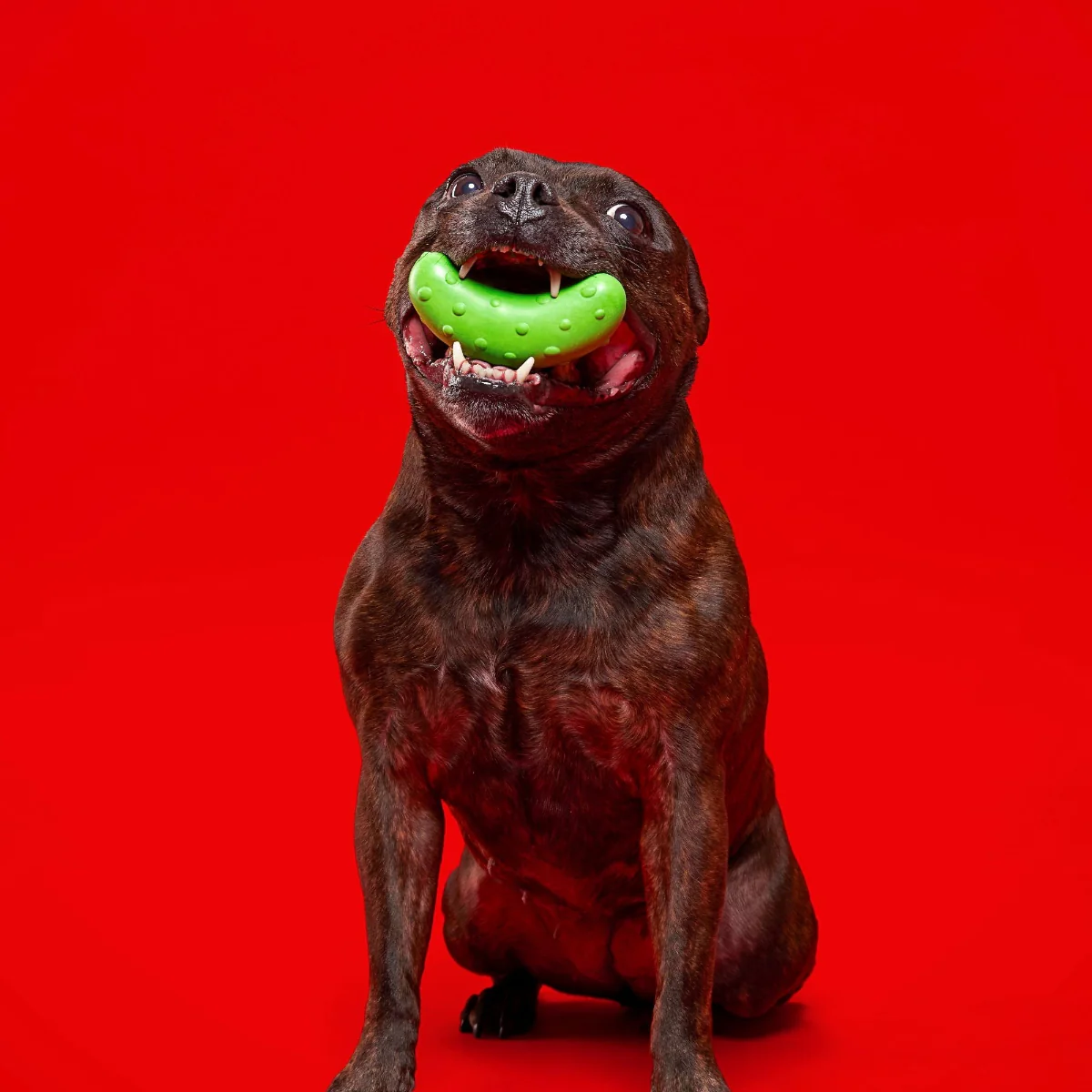 Pickle Stickle Super Chewer Durable Gnaw Dog Toy - Image 5