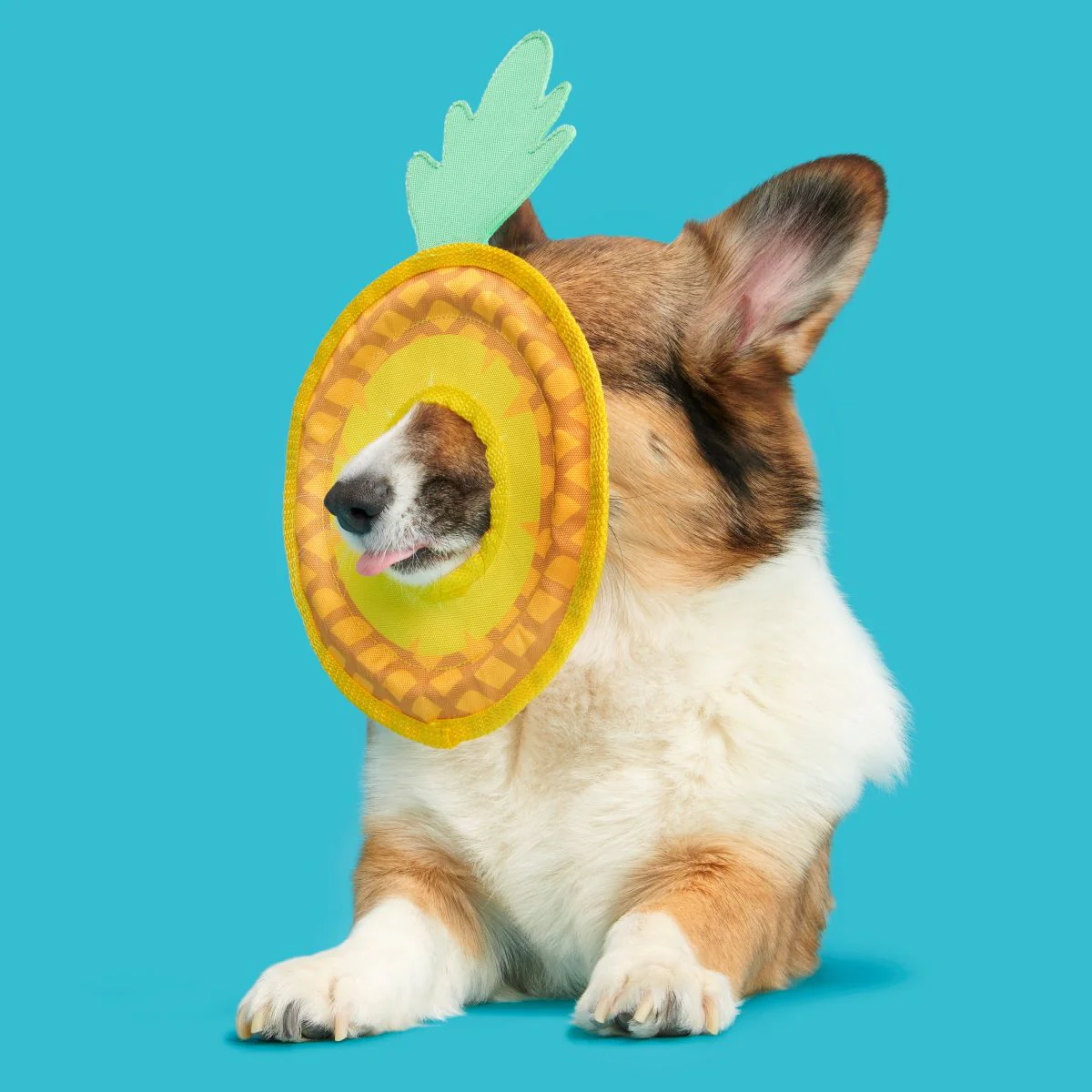 Pineapple Fling Plush Tug + Fetch Dog Toy - Image 4