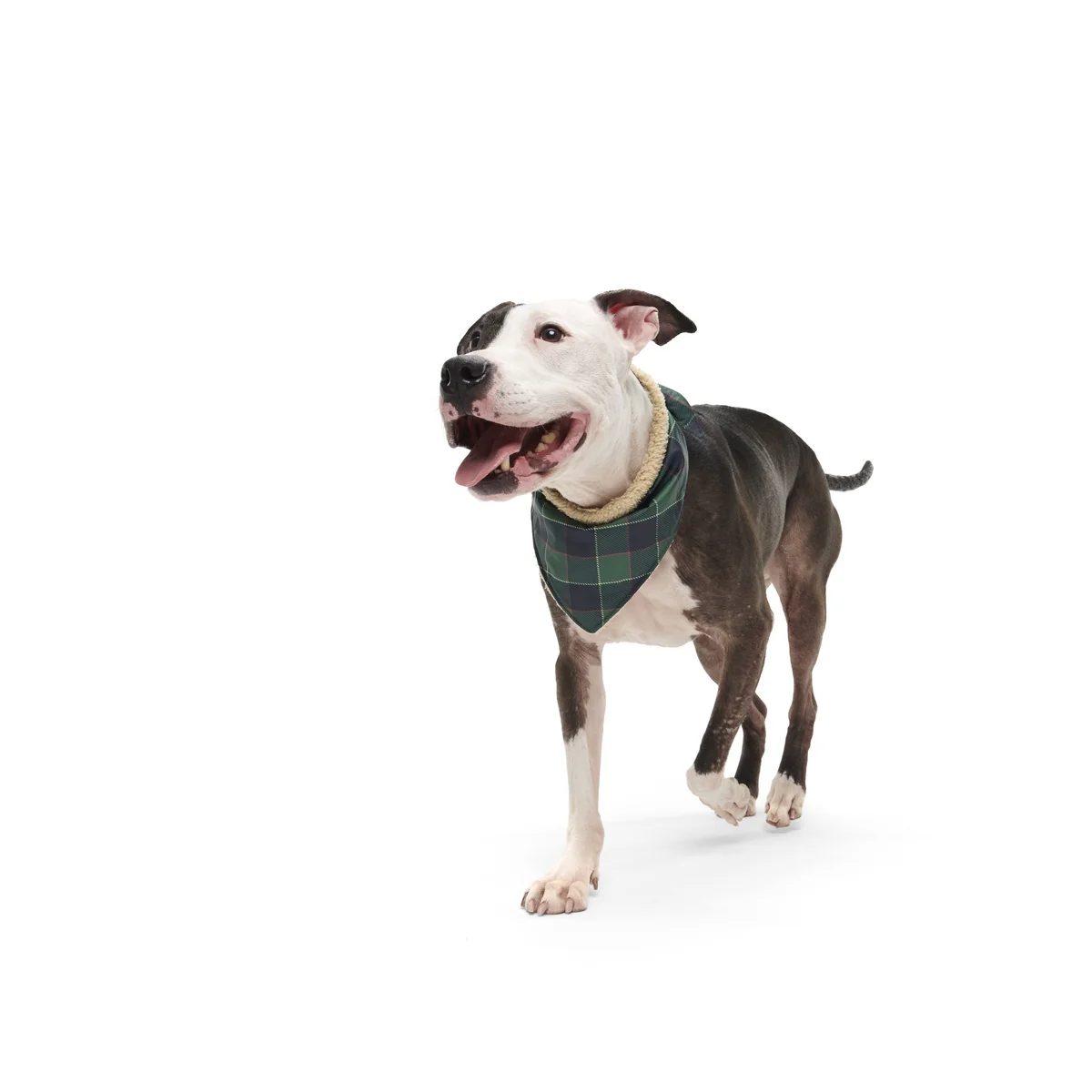 Plaid To The Bone Dog Bandana - Image 12