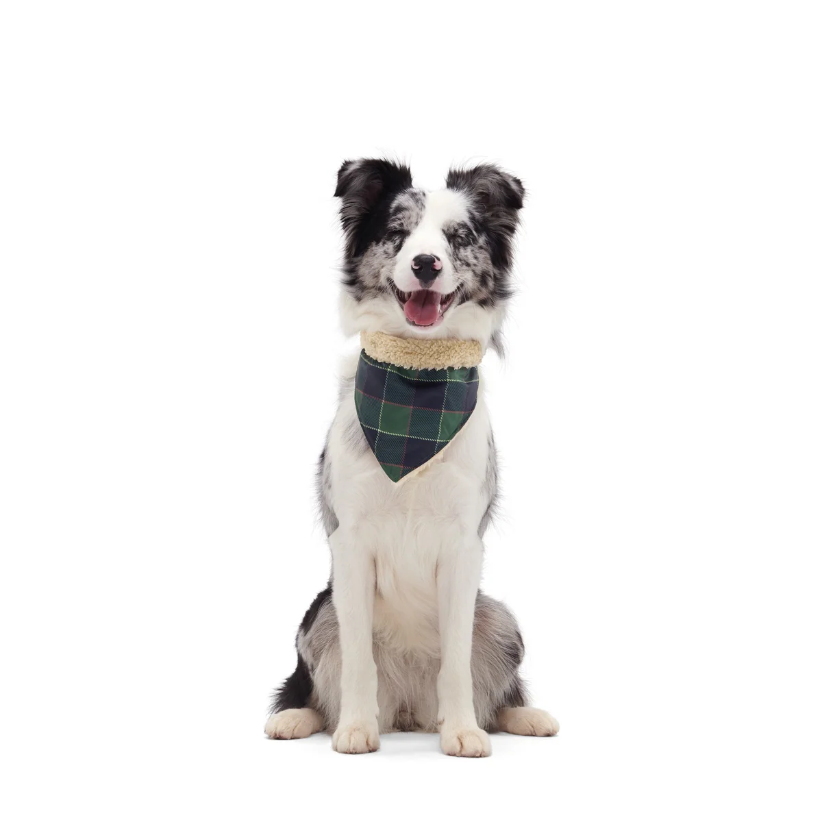 Plaid To The Bone Dog Bandana - Image 13