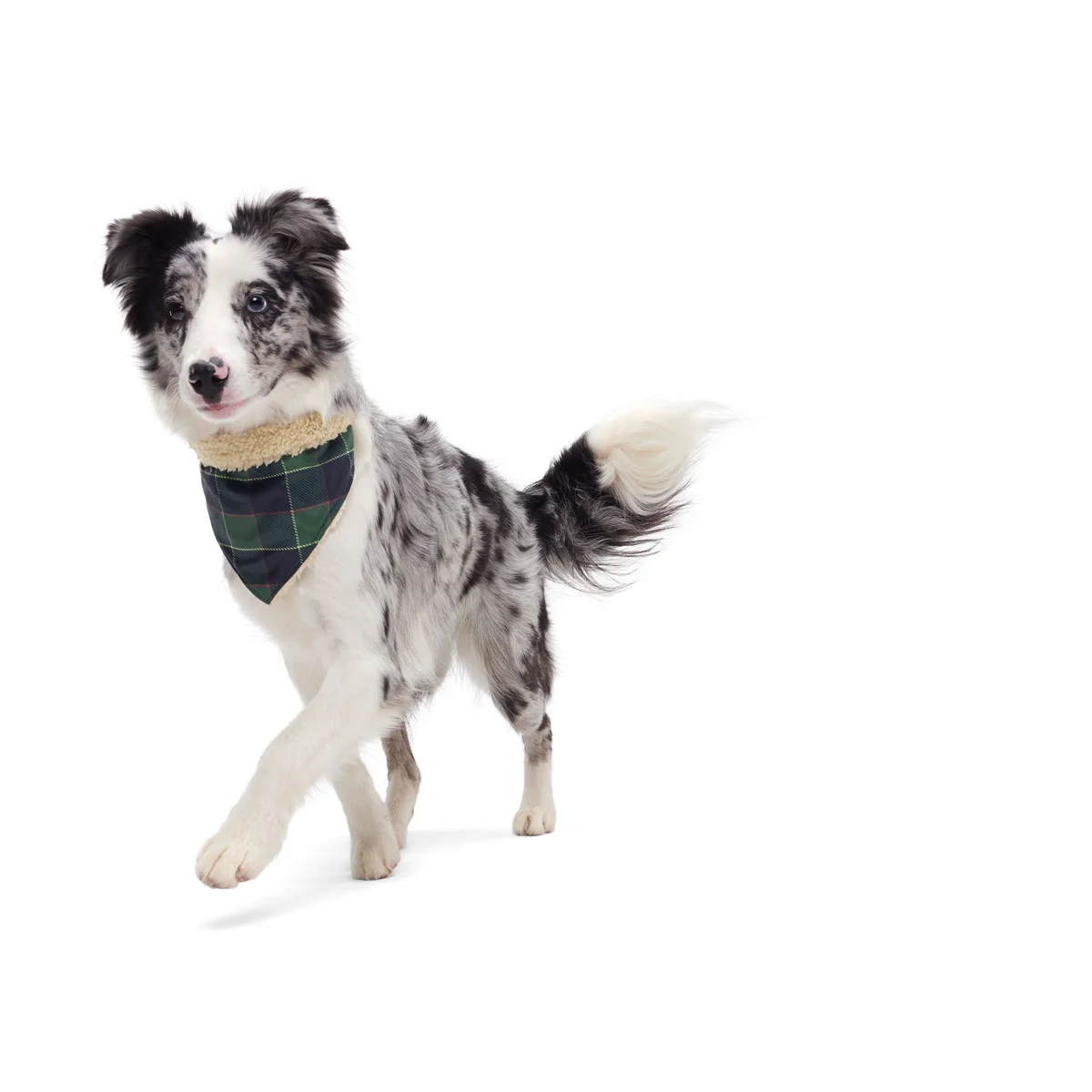 Plaid To The Bone Dog Bandana - Image 14