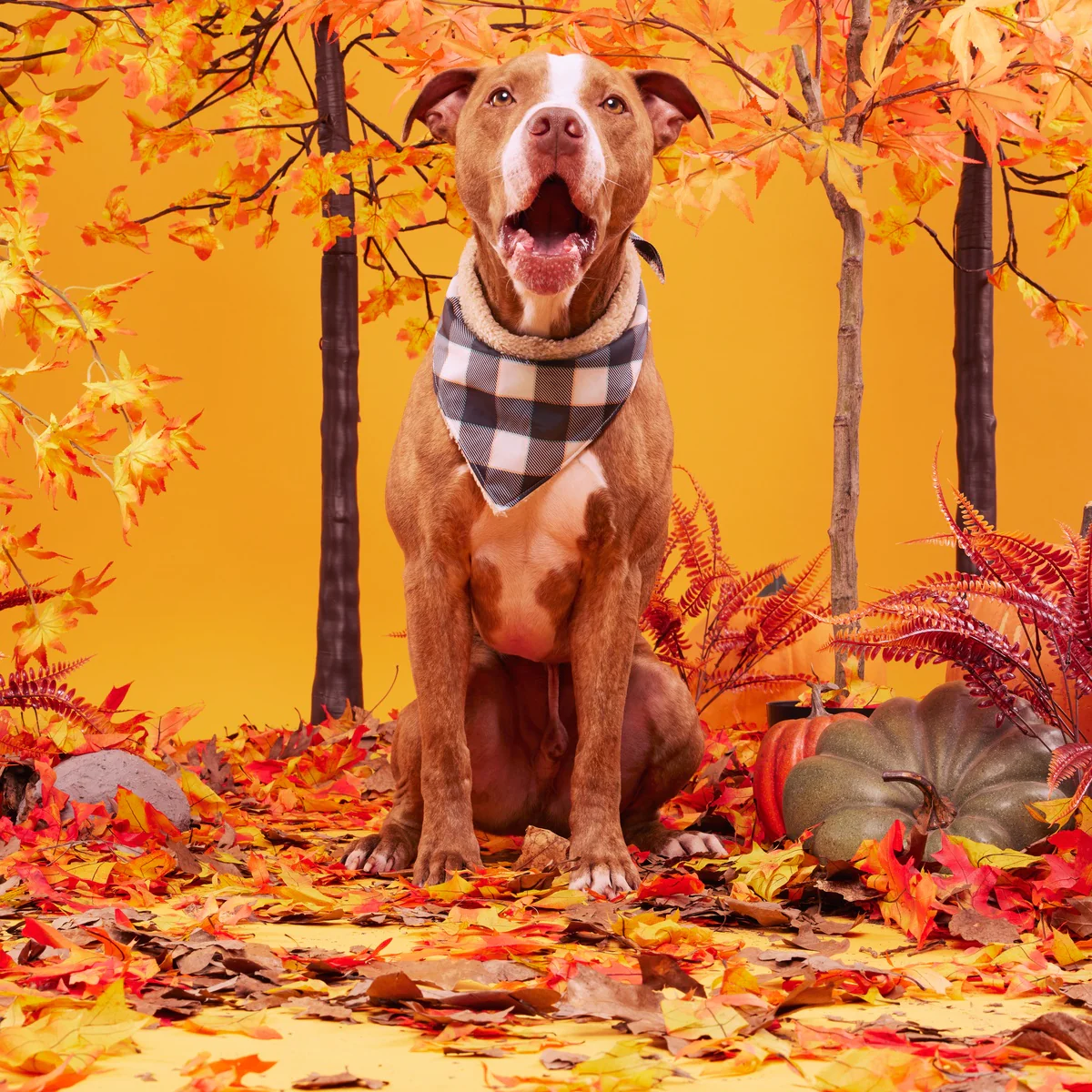 Plaid To The Bone Dog Bandana - Image 3