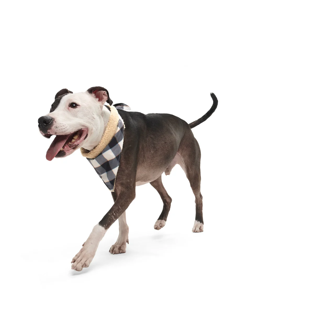 Plaid To The Bone Dog Bandana - Image 4
