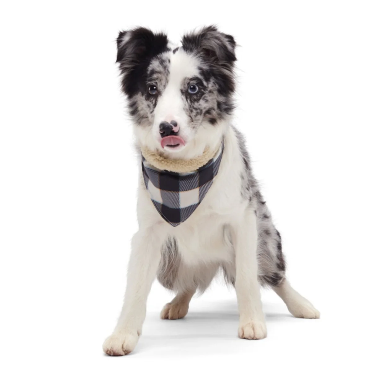 Plaid To The Bone Dog Bandana - Image 6