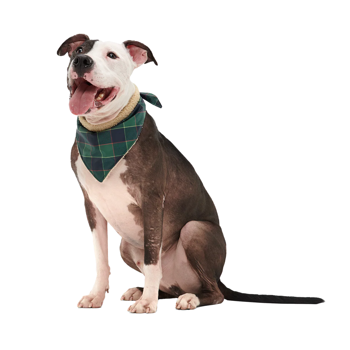 Plaid To The Bone Dog Bandana - Image 8