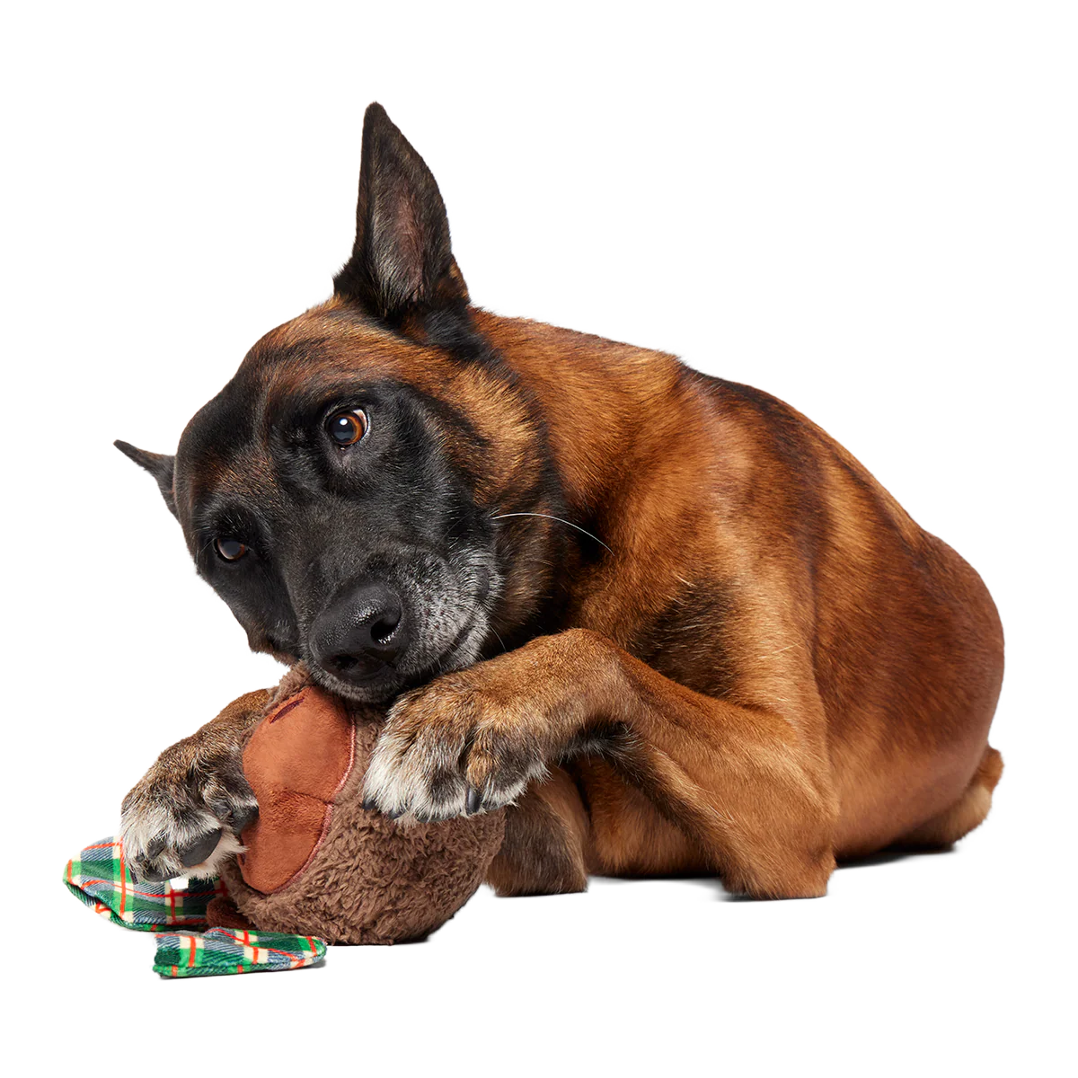 Plaidamoose Super Chewer Durable 2-in-1 + Fetch Dog Toy - Image 3