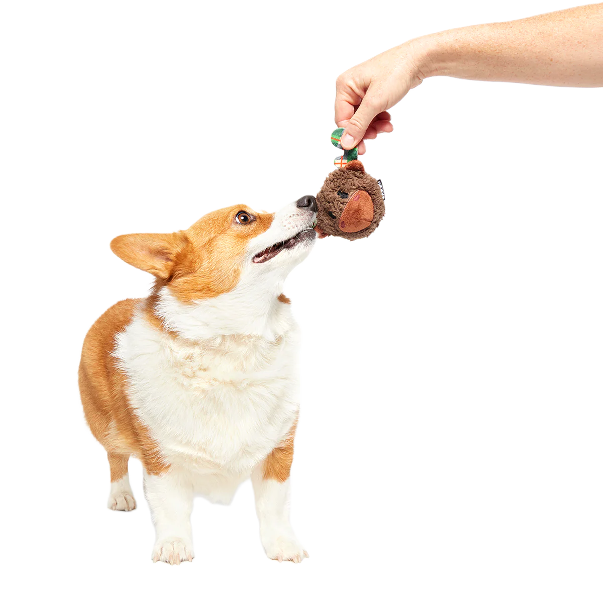 Plaidamoose Super Chewer Durable 2-in-1 + Fetch Dog Toy - Image 6