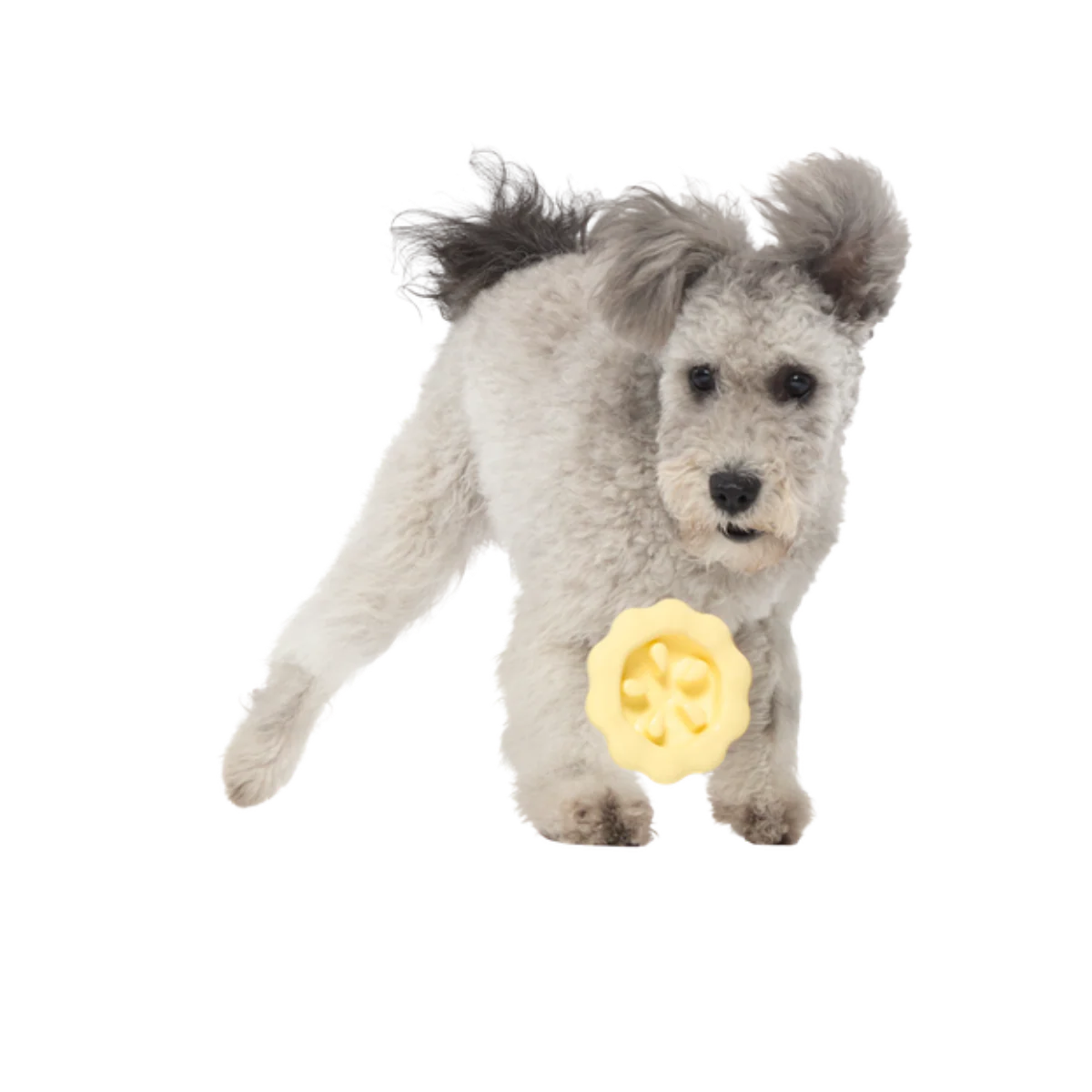 Plump Pumpkin Pie Durable Super Chewer Enrichment Dog Toy - Image 3