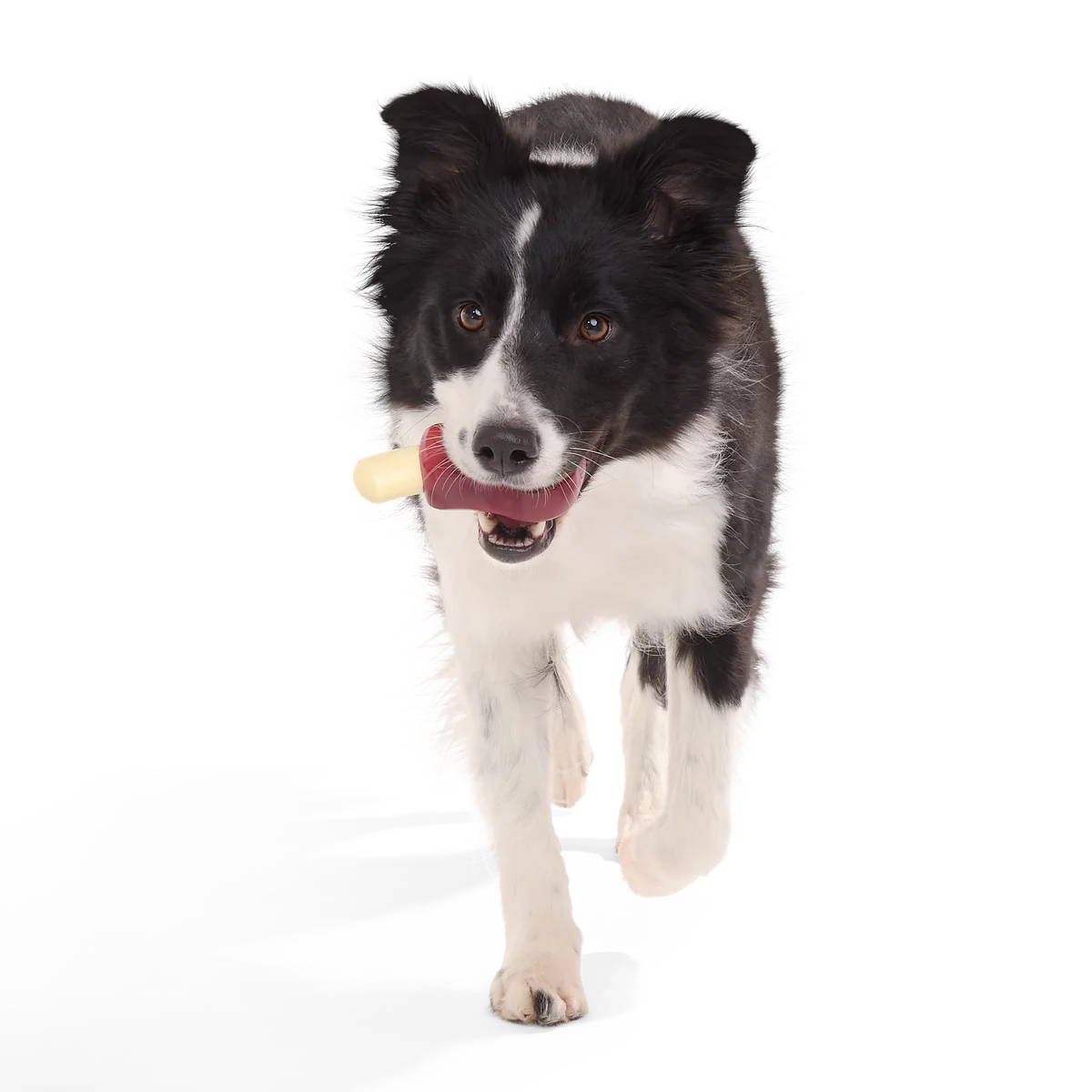 Porkchomp Super Chewer Durable Gnaw Dog Toy - Image 2