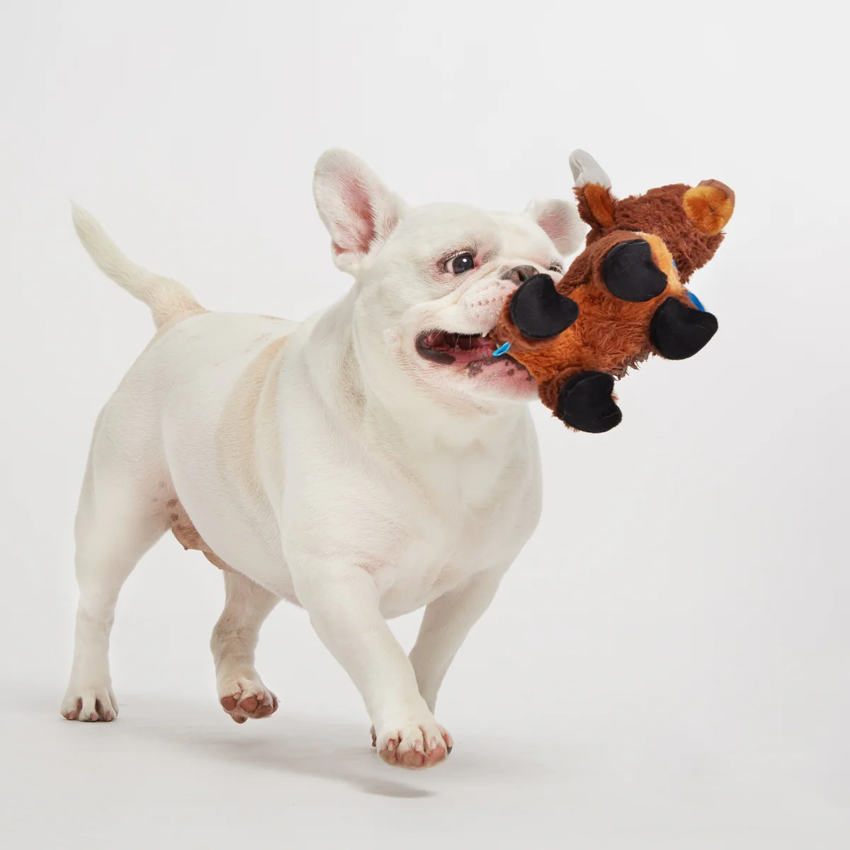 Prancin’ Perry Plush Tug Dog Toy - Image 2