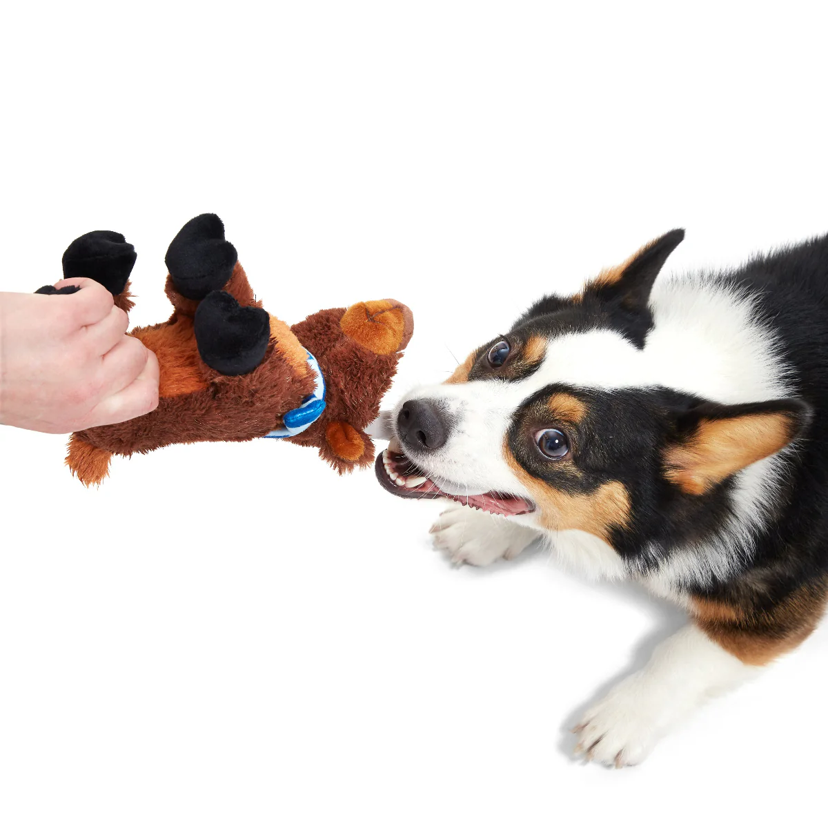 Prancin’ Perry Plush Tug Dog Toy - Image 4