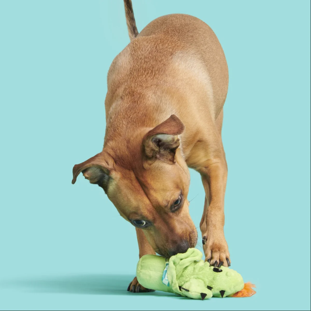 Prickly Pete Plush 2-in-1 Tug Dog Toy - Image 2