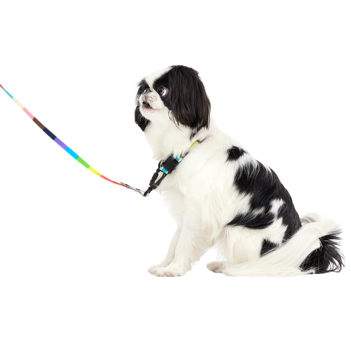 Pride Walking Gear Bundle - Image 10
