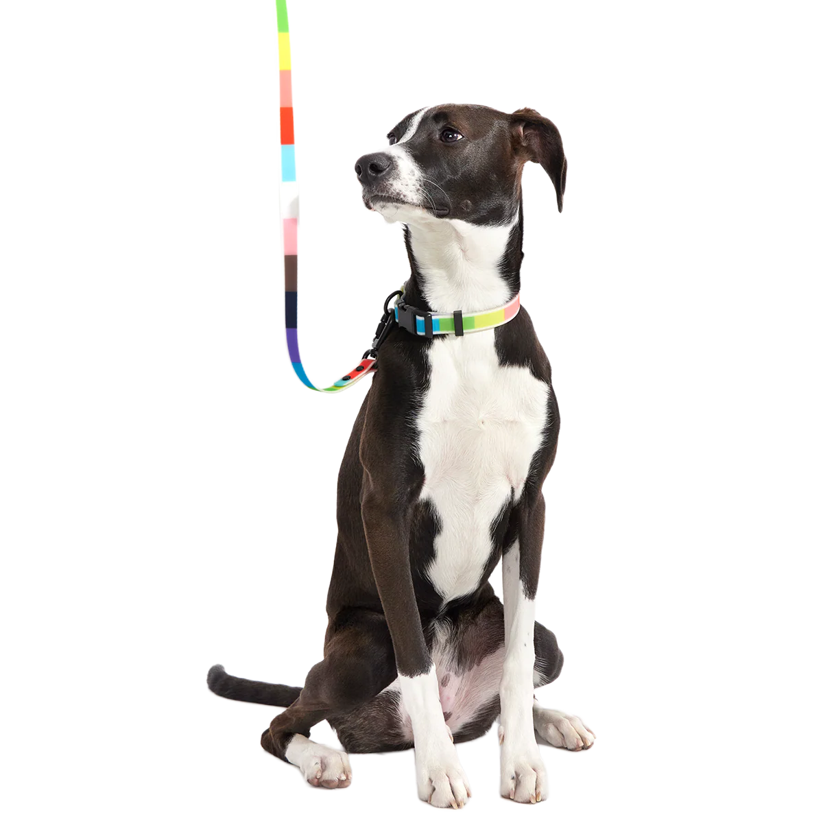 Pride Walking Gear Bundle - Image 2