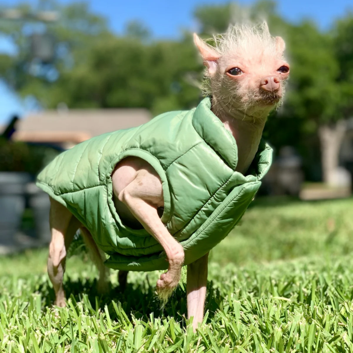 Puffer Dog Vest - Image 12