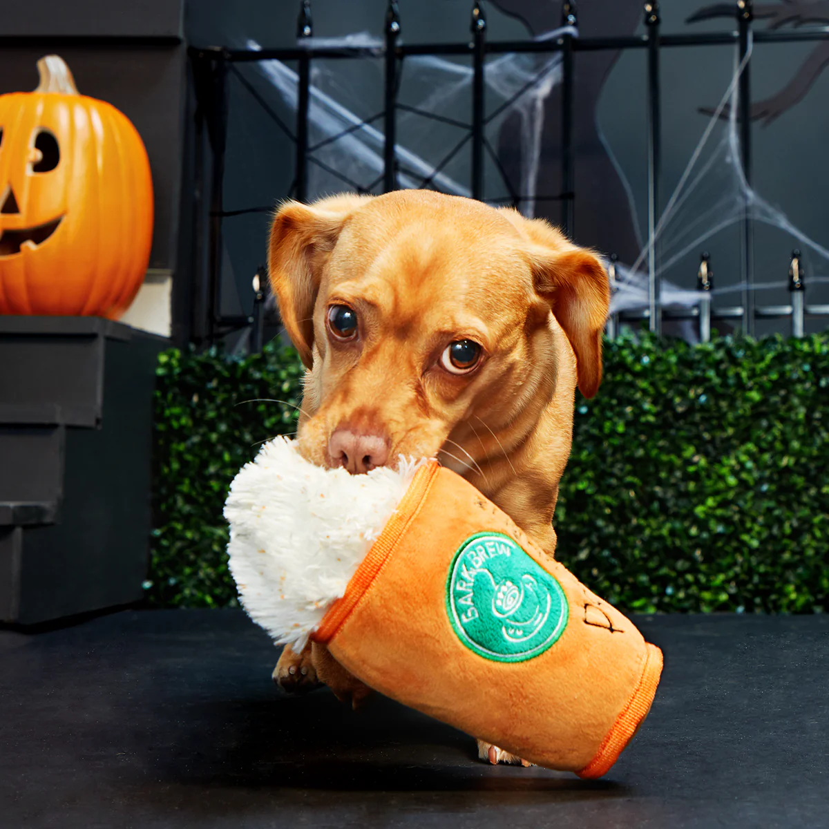 Puggin Spice Latte Plush Dog Toy - Image 4