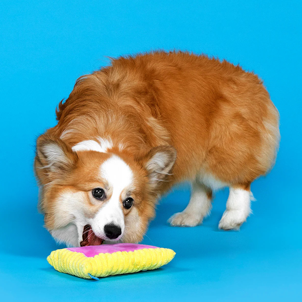 Pup Tart Plush Dog Toy - Image 4