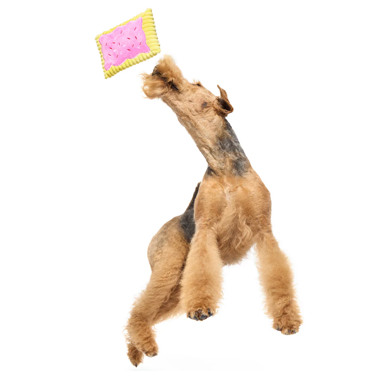 Pup Tart Plush Dog Toy - Image 5