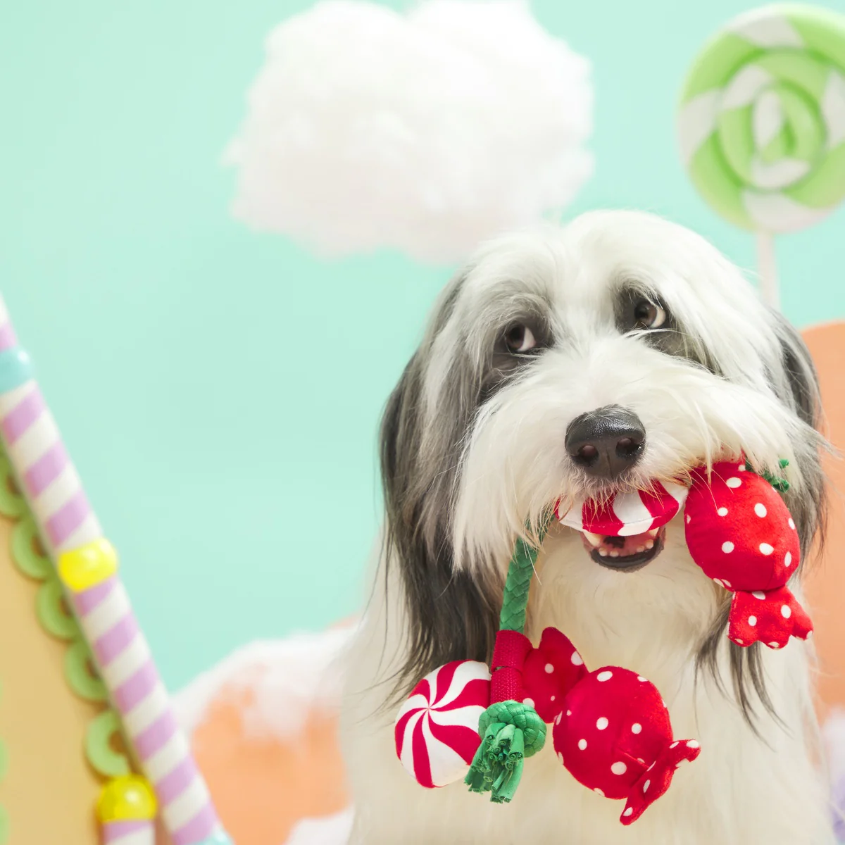 Puppermint Sweeties Plush Tug Dog Toy - Image 4