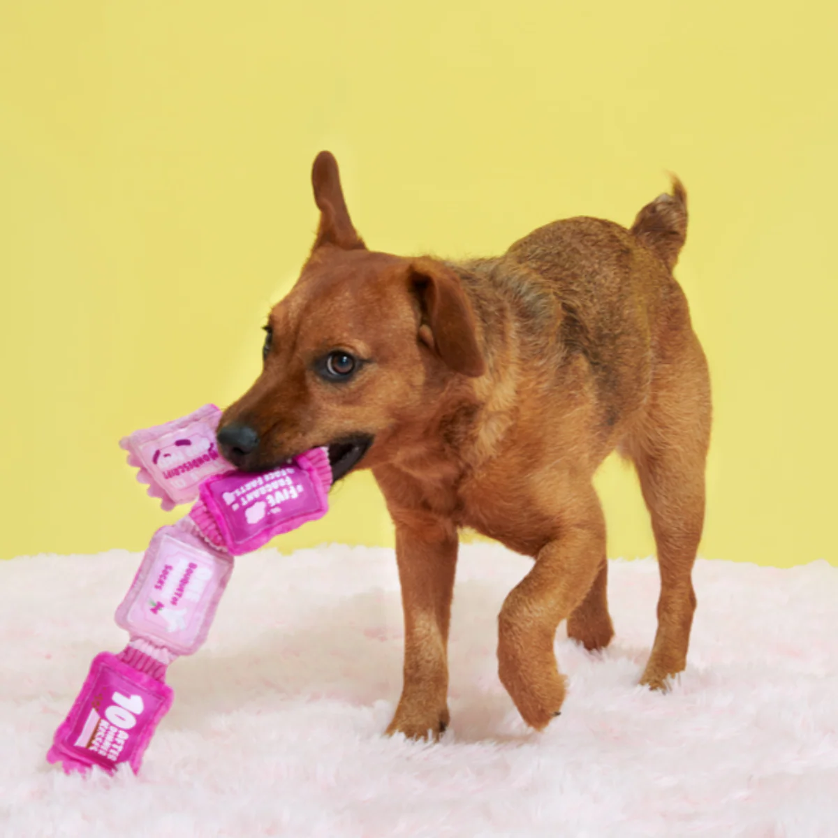 Puppy Love Coupons Plush Tug Dog Toy - Image 3