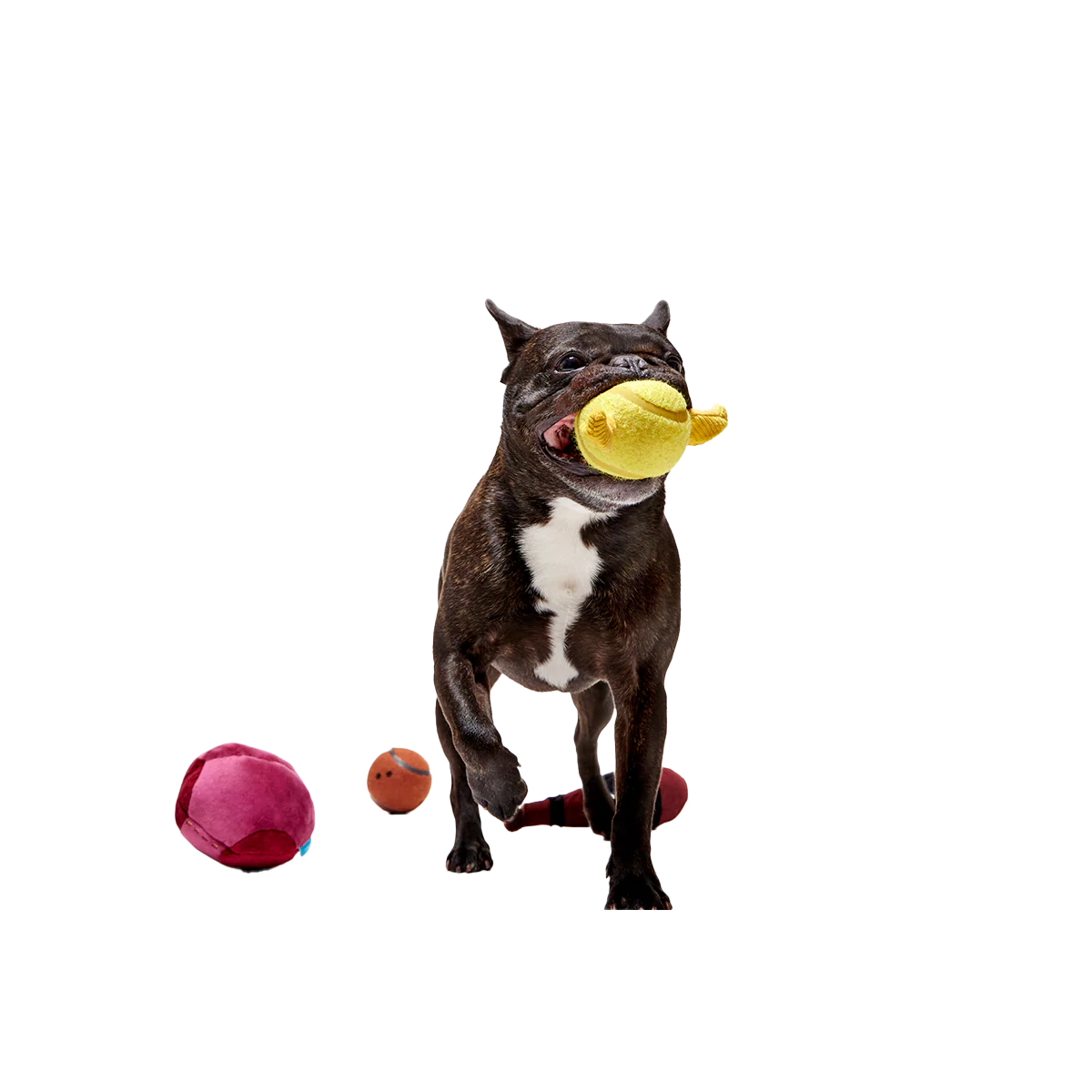 Quidditch™ Equipment Pack Plush Multi-Part + Tennis Ball Fetch Dog Toy - Image 5