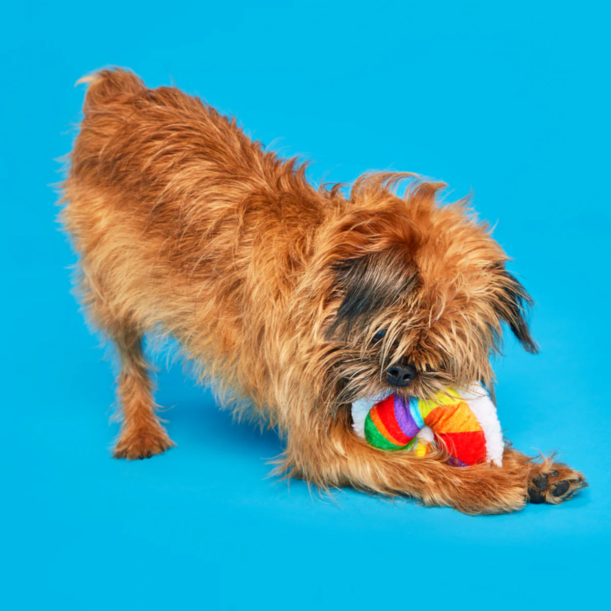 Rainbow-wow Bagel Plush Tug Dog Toy - Image 3