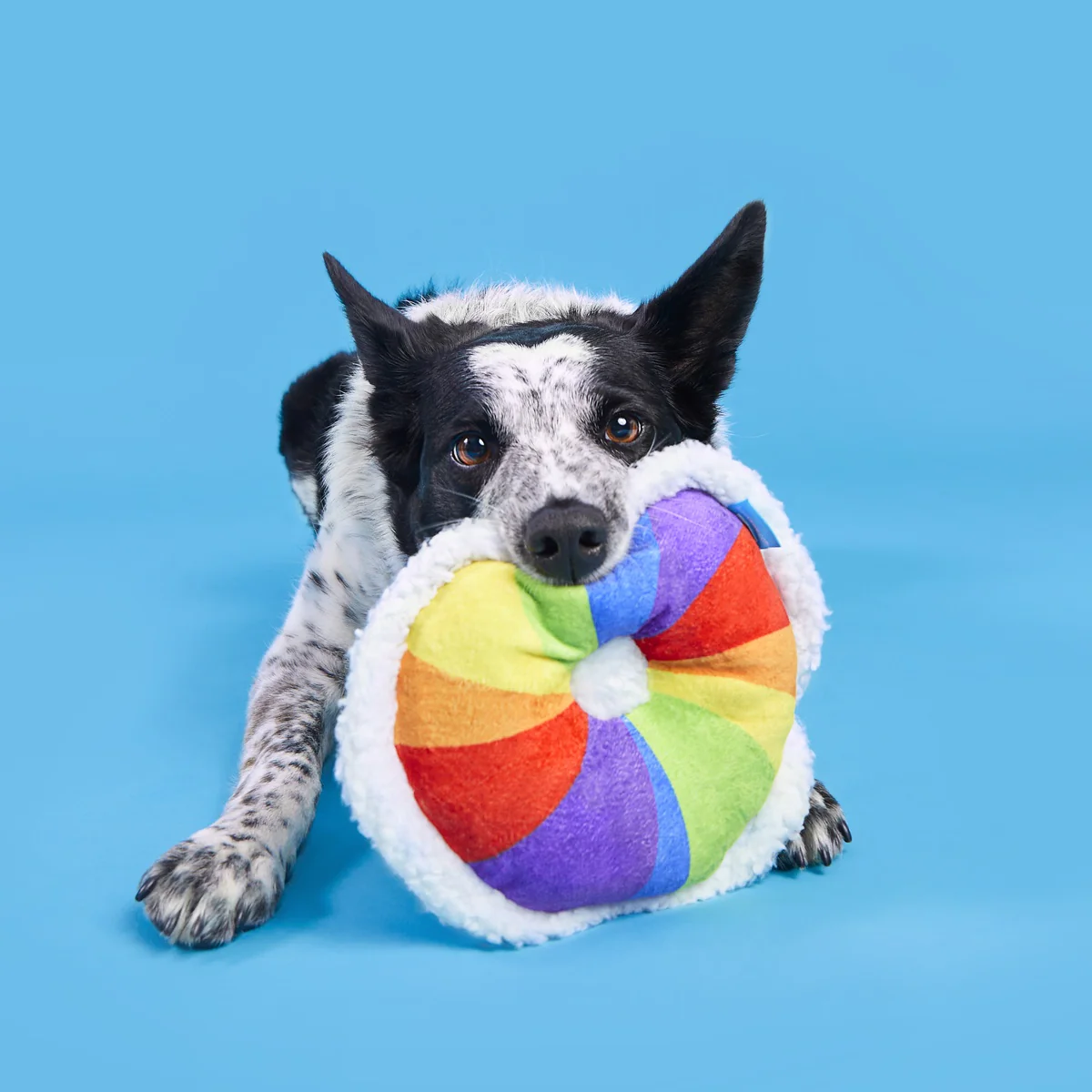 Rainbow-wow Bagel Plush Tug Dog Toy - Image 5
