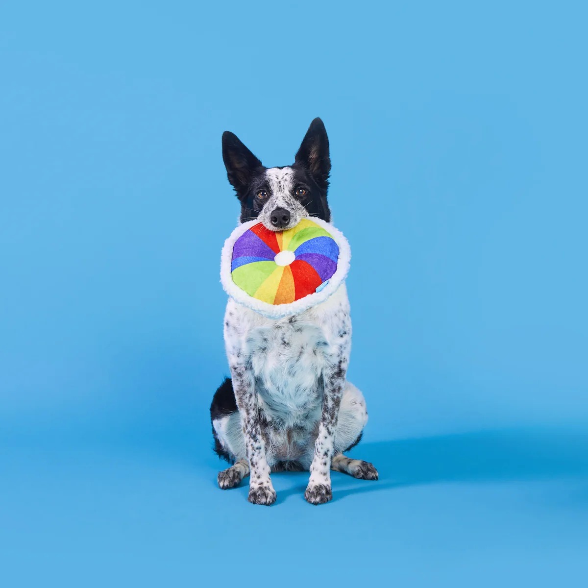 Rainbow-wow Bagel Plush Tug Dog Toy - Image 6