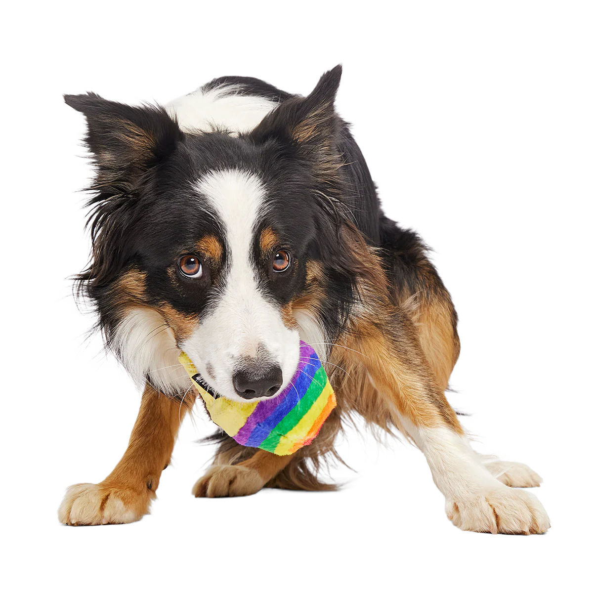 Rainbow-wow Sherbert Super Chewer Durable 2-in-1 Dog Toy - Image 3