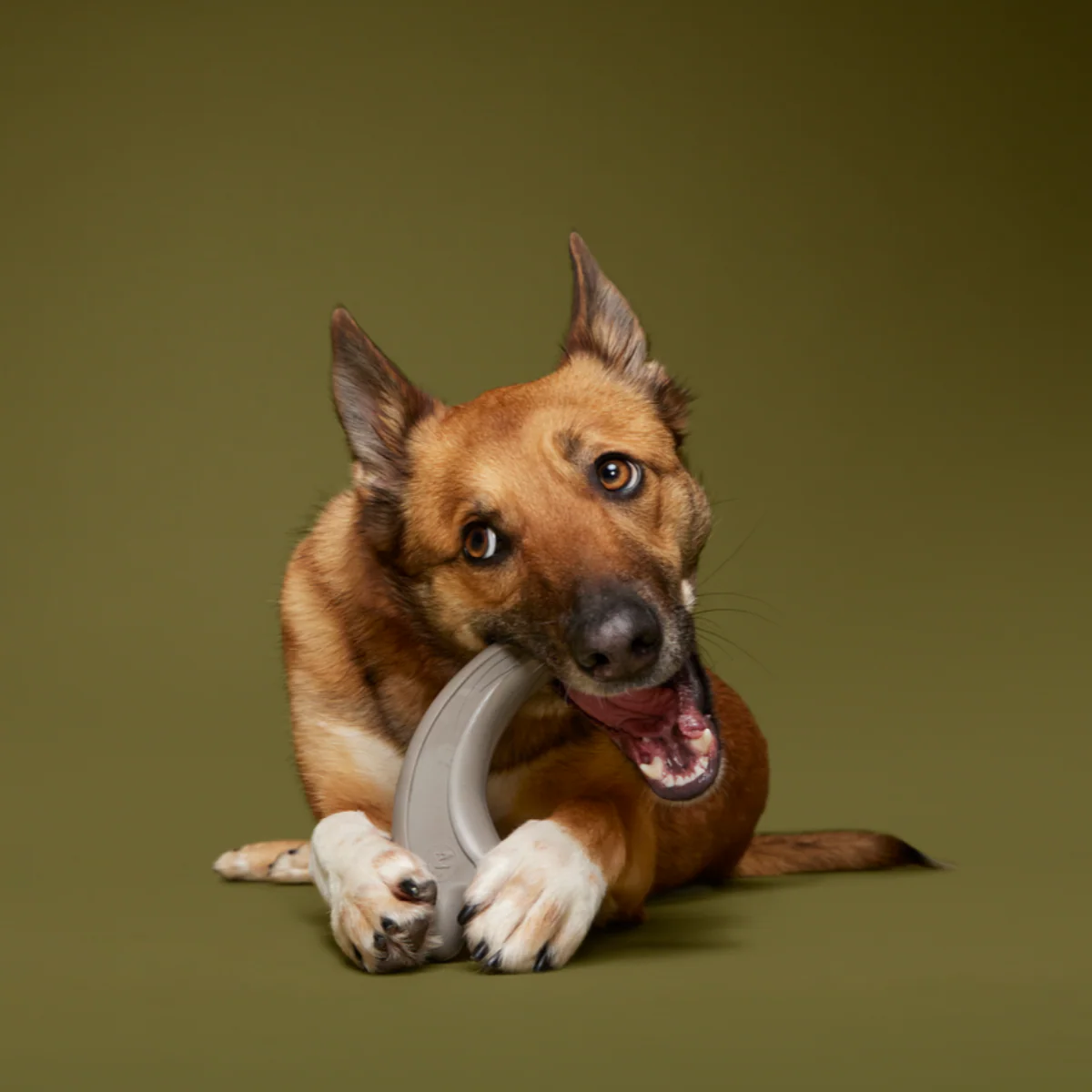 Raptor Claw Durable Super Chewer Gnaw Dog Toy - Image 2
