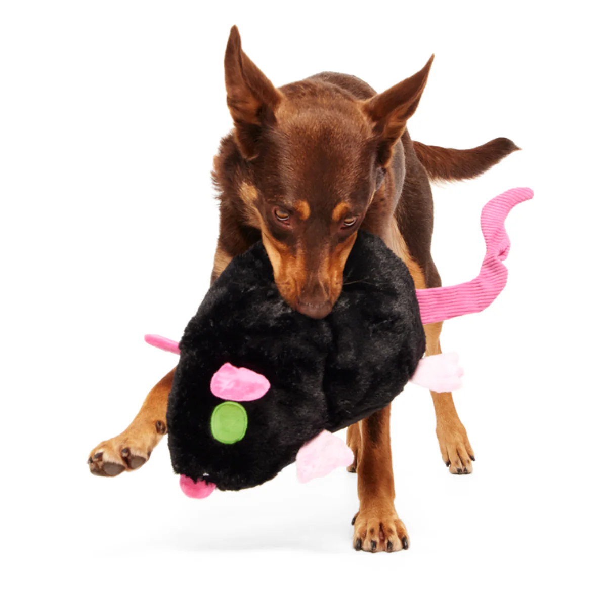 Rat-A-Chewy Plush Extra-Large + 2-in-1 Rip and Reveal Dog Toy - Image 3
